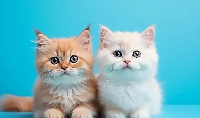 RÜYADA KEDİ GÖRMEK NE ANLAMA GELİYOR? RÜYADA ÇOK KEDİ GÖRMEK