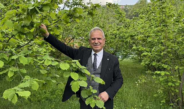 KARADENİZ'DE FINDIK ÜRETİCİLERİNİN YENİ SEZON MESAİSİ BAŞLADI