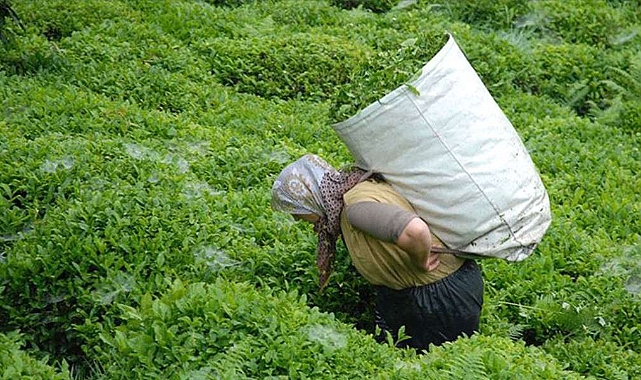 ÇAYKUR'DAN YAŞ ÇAY ÜRETİCİLERİNE UYARI!