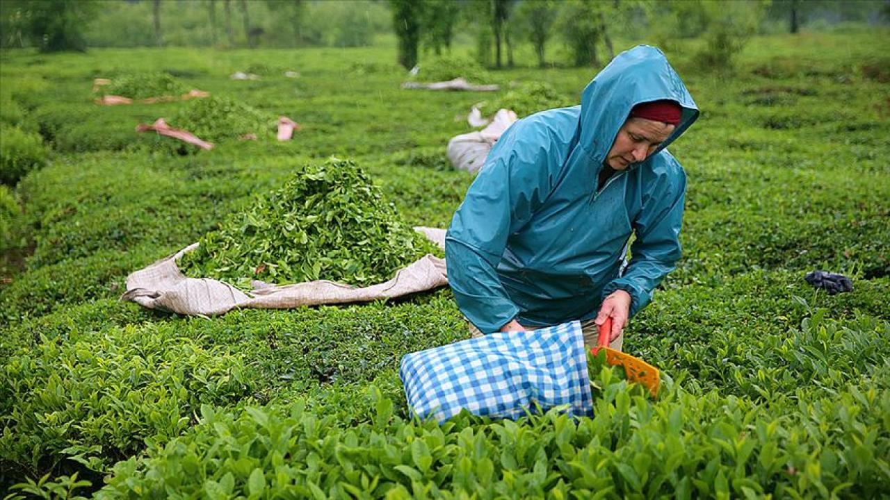 USTA: ÇAY ÜRETİCİSİNİN PROMOSYONUNU KİM ALIYOR SAYIN KATMER?