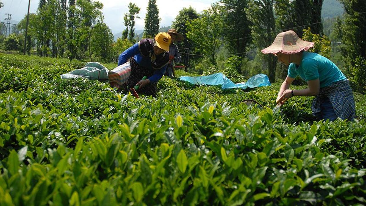 DENETİM YAPILIRSA, ÖZEL SEKTÖR 40 TL’Yİ BİLE ÇAY ALIR