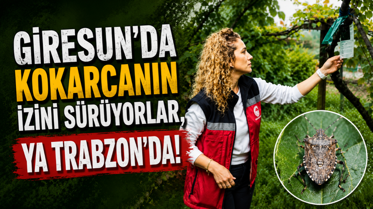 GİRESUN'DA KOKARCANIN İZİNİ SÜRÜYORLAR, YA TRABZON'DA!