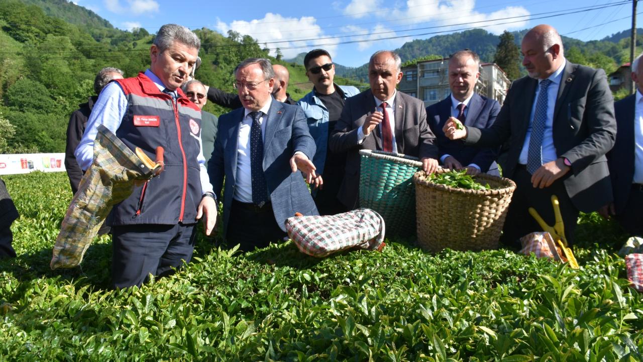 KEMALPAŞA'DAN ÇAY HASADI YAPILDI