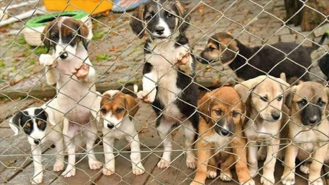 BAKANLIKTAN 'SOKAK KÖPEKLERİ' NEDENİYLE İKİ BELEDİYE BAŞKANINA SORUŞTURMA