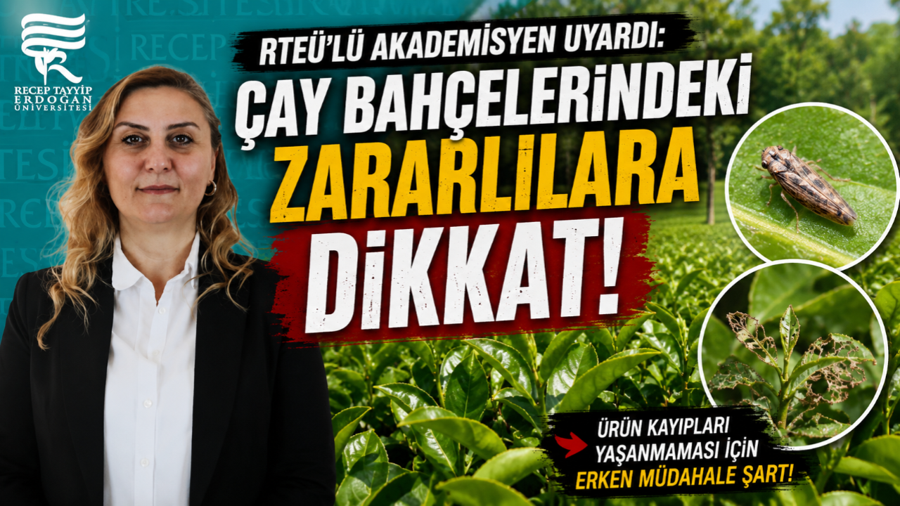 ÇAY BAHÇELERİNDEKİ ZARARLILARA DİKKAT!